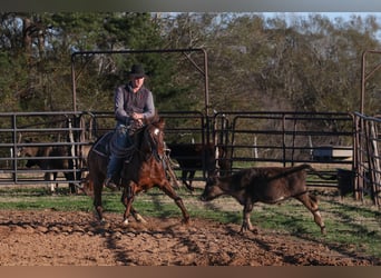 American Quarter Horse, Giumenta, 4 Anni, 150 cm, Sauro ciliegia