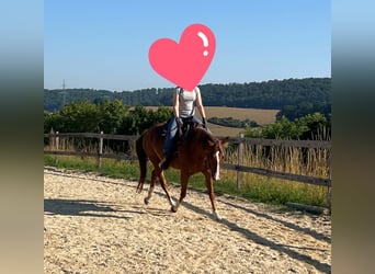 American Quarter Horse, Giumenta, 4 Anni, 150 cm, Sauro