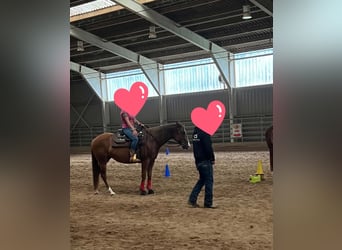 American Quarter Horse, Giumenta, 4 Anni, 150 cm, Sauro