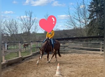 American Quarter Horse, Giumenta, 4 Anni, 150 cm, Sauro