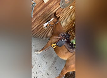 American Quarter Horse, Giumenta, 4 Anni, 150 cm, Sauro