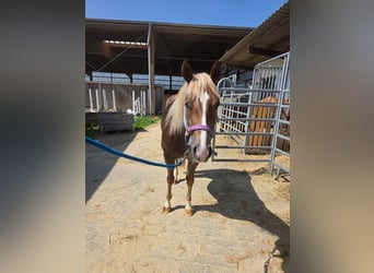 American Quarter Horse, Giumenta, 4 Anni, 150 cm, Sauro scuro