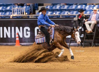 American Quarter Horse, Giumenta, 4 Anni, 152 cm, Baio ciliegia