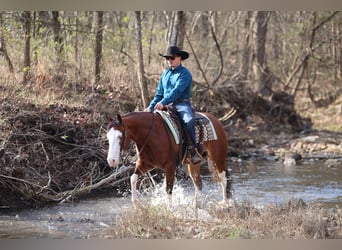American Quarter Horse, Giumenta, 4 Anni, 152 cm, Baio ciliegia