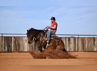 American Quarter Horse, Giumenta, 4 Anni, 152 cm, Baio ciliegia