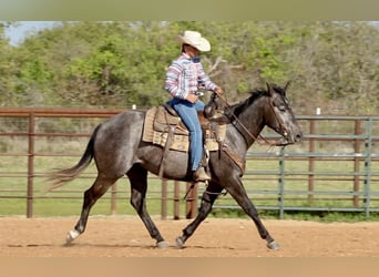 American Quarter Horse, Giumenta, 4 Anni, 152 cm, Baio roano