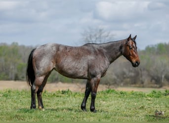 American Quarter Horse, Giumenta, 4 Anni, 152 cm, Baio roano