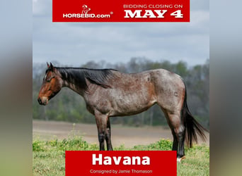 American Quarter Horse, Giumenta, 4 Anni, 152 cm, Baio roano