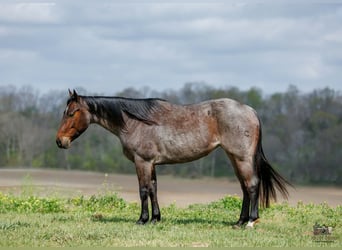 American Quarter Horse, Giumenta, 4 Anni, 152 cm, Baio roano