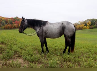 American Quarter Horse, Giumenta, 4 Anni, 152 cm, Baio roano