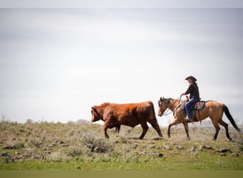 American Quarter Horse, Giumenta, 4 Anni, 152 cm, Falbo