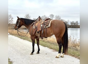 American Quarter Horse, Giumenta, 4 Anni, 152 cm, Falbo