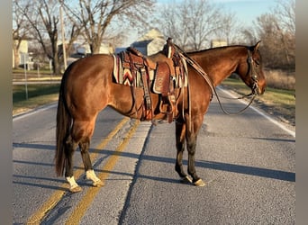 American Quarter Horse, Giumenta, 4 Anni, 152 cm, Falbo