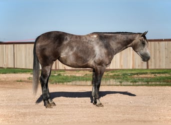 American Quarter Horse, Giumenta, 4 Anni, 152 cm, Grigio