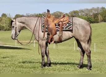 American Quarter Horse, Giumenta, 4 Anni, 152 cm, Grigio