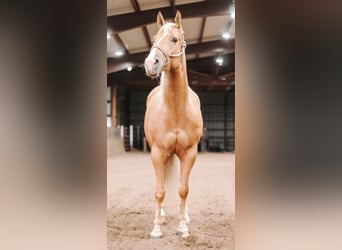 American Quarter Horse, Giumenta, 4 Anni, 152 cm, Palomino