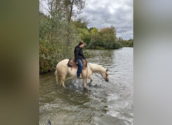 American Quarter Horse, Giumenta, 4 Anni, 152 cm, Palomino