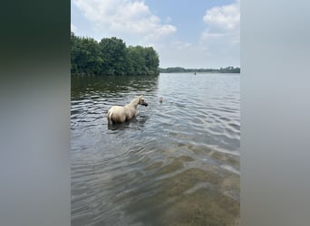 American Quarter Horse, Giumenta, 4 Anni, 152 cm, Palomino