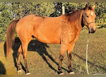 American Quarter Horse, Giumenta, 4 Anni, 152 cm, Pelle di daino