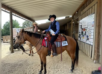 American Quarter Horse, Giumenta, 4 Anni, 152 cm, Pelle di daino