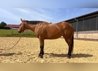 American Quarter Horse, Giumenta, 4 Anni, 152 cm, Pelle di daino