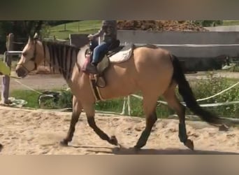 American Quarter Horse, Giumenta, 4 Anni, 152 cm, Pelle di daino