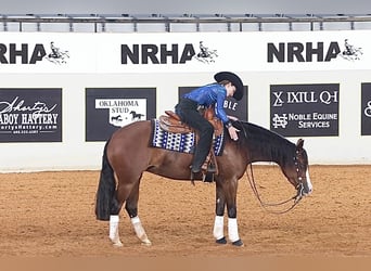 American Quarter Horse, Giumenta, 4 Anni, 152 cm
