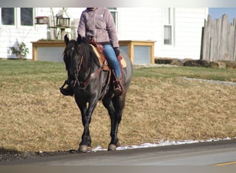 American Quarter Horse Mix, Giumenta, 4 Anni, 152 cm, Roano blu