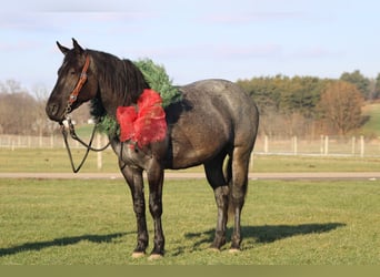 American Quarter Horse Mix, Giumenta, 4 Anni, 152 cm, Roano blu