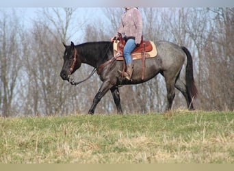American Quarter Horse Mix, Giumenta, 4 Anni, 152 cm, Roano blu