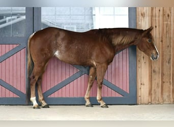 American Quarter Horse, Giumenta, 4 Anni, 152 cm, Roano rosso