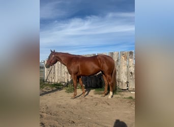 American Quarter Horse, Giumenta, 4 Anni, 152 cm, Sauro