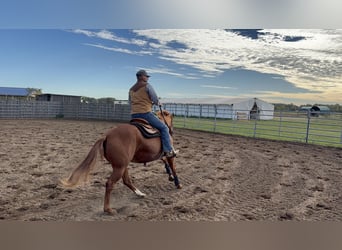 American Quarter Horse, Giumenta, 4 Anni, 152 cm, Sauro