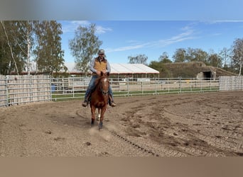 American Quarter Horse, Giumenta, 4 Anni, 152 cm, Sauro