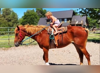 American Quarter Horse Mix, Giumenta, 4 Anni, 152 cm, Sauro ciliegia