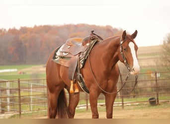 American Quarter Horse, Giumenta, 4 Anni, 152 cm, Sauro ciliegia