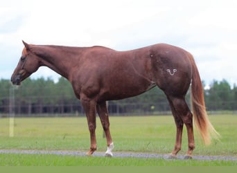 American Quarter Horse, Giumenta, 4 Anni, 152 cm, Sauro ciliegia