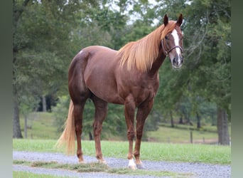 American Quarter Horse, Giumenta, 4 Anni, 152 cm, Sauro ciliegia