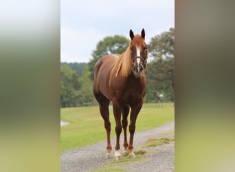 American Quarter Horse, Giumenta, 4 Anni, 152 cm, Sauro ciliegia