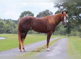 American Quarter Horse, Giumenta, 4 Anni, 152 cm, Sauro ciliegia