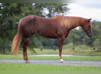 American Quarter Horse, Giumenta, 4 Anni, 152 cm, Sauro ciliegia