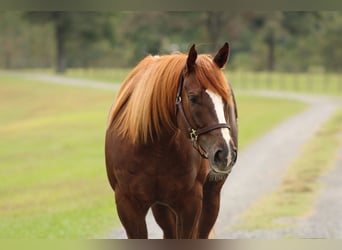 American Quarter Horse, Giumenta, 4 Anni, 152 cm, Sauro ciliegia