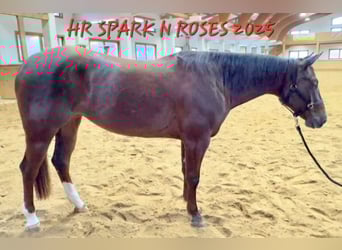 American Quarter Horse, Giumenta, 4 Anni, 152 cm, Sauro scuro
