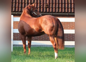 American Quarter Horse, Giumenta, 4 Anni, 152 cm, Sauro