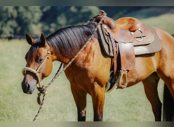American Quarter Horse, Giumenta, 4 Anni, 153 cm, Baio
