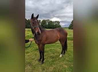 American Quarter Horse, Giumenta, 4 Anni, 153 cm, Baio