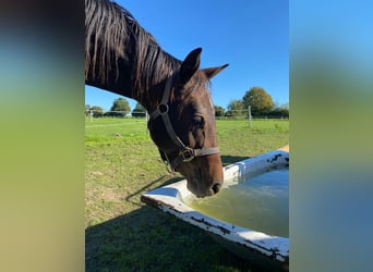 American Quarter Horse, Giumenta, 4 Anni, 153 cm, Baio