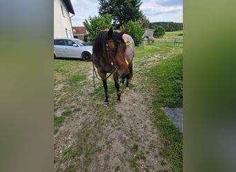 American Quarter Horse, Giumenta, 4 Anni, 153 cm, Baio roano