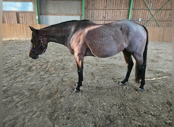 American Quarter Horse, Giumenta, 4 Anni, 153 cm, Baio roano