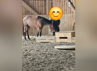 American Quarter Horse, Giumenta, 4 Anni, 153 cm, Baio roano